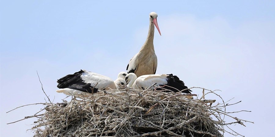 Berze albe și puii lor într-un cuib amplasat pe un suport special de protecție pe rețelele electrice