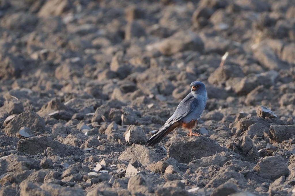 Pasare cu pene albastre si coada lunga stand pe un teren arid cu pamant uscat.