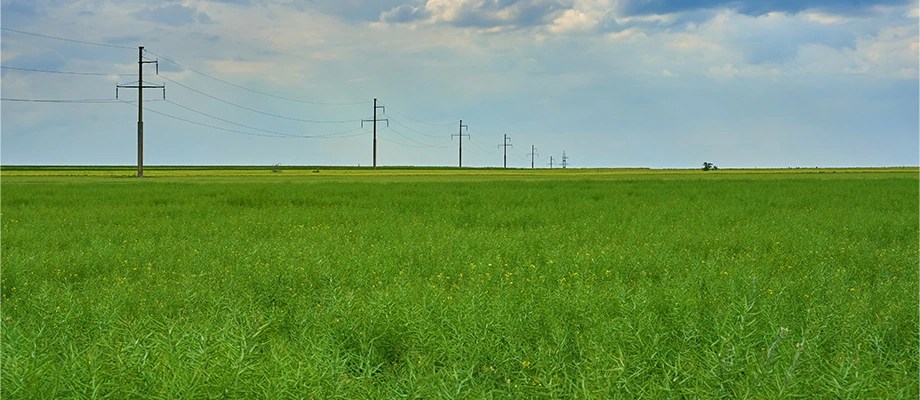 Linie de inalta tensiune traversand campurile verzi, parte a retelei de distributie a energiei electrice gestionata de Retele Electrice
